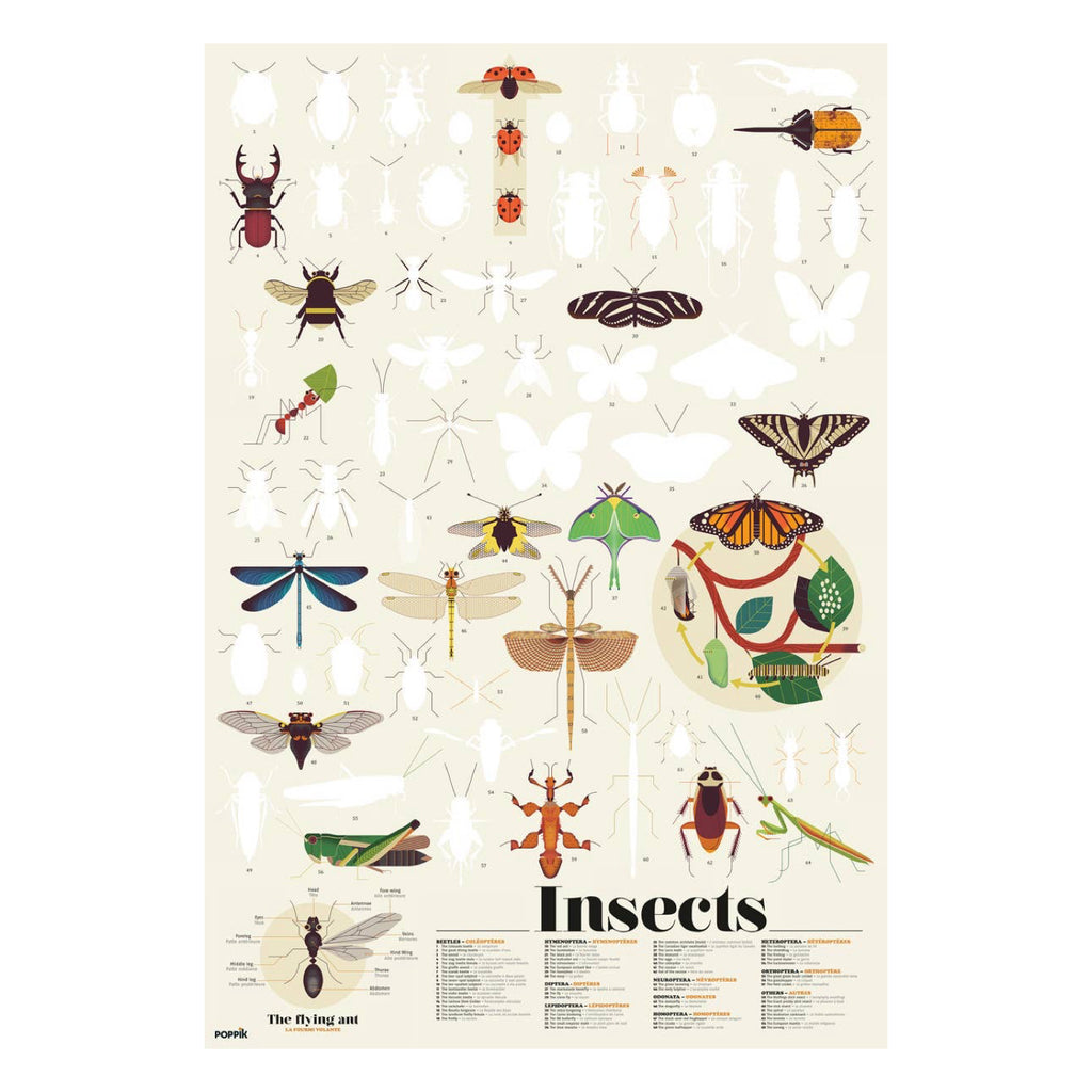 Insect Discovery Sticker Poster