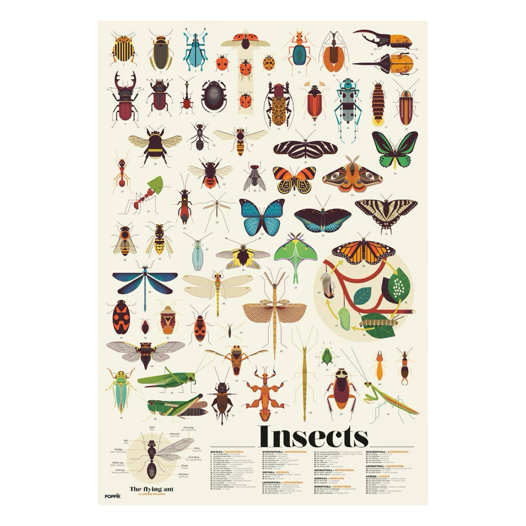 Insect Discovery Sticker Poster